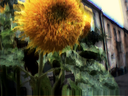 Sunflower 1